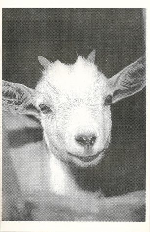 Judas Goat 1995-1996